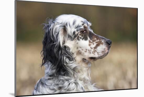 English Setter on Field-null-Mounted Photographic Print