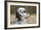 English Setter on Field-null-Framed Photographic Print