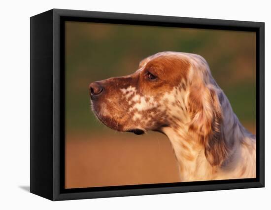 English Setter Profile-Adriano Bacchella-Framed Premier Image Canvas