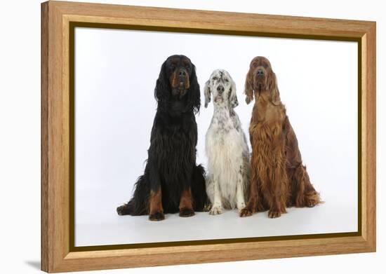 English Setter Sitting Between Gordon Setter-null-Framed Premier Image Canvas