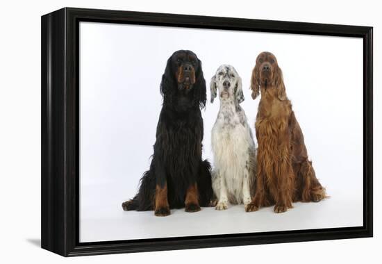 English Setter Sitting Between Gordon Setter-null-Framed Premier Image Canvas