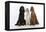 English Setter Sitting Between Gordon Setter-null-Framed Premier Image Canvas