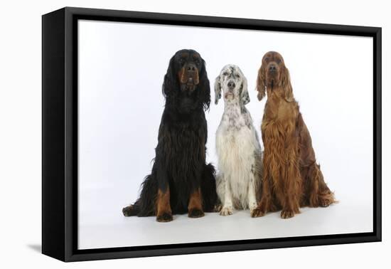 English Setter Sitting Between Gordon Setter-null-Framed Premier Image Canvas