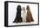 English Setter Sitting Between Gordon Setter-null-Framed Premier Image Canvas