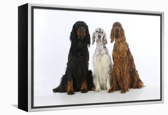 English Setter Sitting Between Gordon Setter-null-Framed Premier Image Canvas