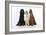 English Setter Sitting Between Gordon Setter-null-Framed Photographic Print