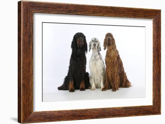 English Setter Sitting Between Gordon Setter-null-Framed Photographic Print