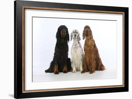 English Setter Sitting Between Gordon Setter-null-Framed Photographic Print