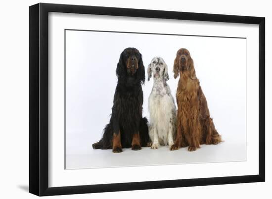 English Setter Sitting Between Gordon Setter-null-Framed Photographic Print