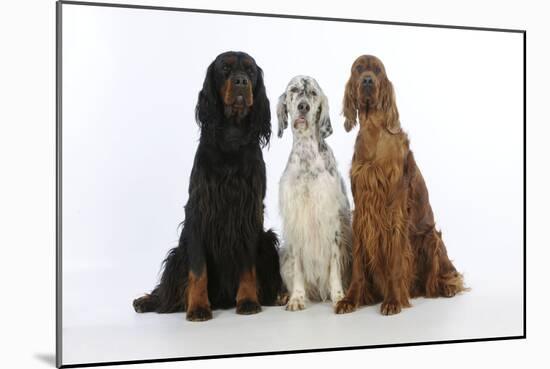 English Setter Sitting Between Gordon Setter-null-Mounted Photographic Print