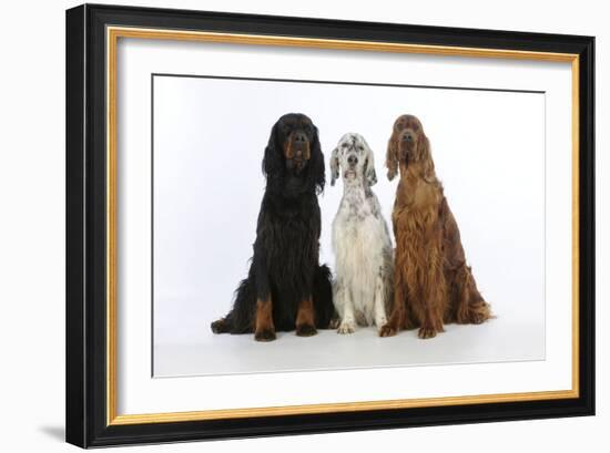 English Setter Sitting Between Gordon Setter-null-Framed Photographic Print