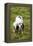 English Setter-null-Framed Premier Image Canvas