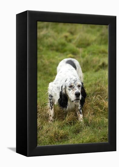 English Setter-null-Framed Premier Image Canvas