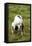 English Setter-null-Framed Premier Image Canvas