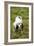 English Setter-null-Framed Photographic Print