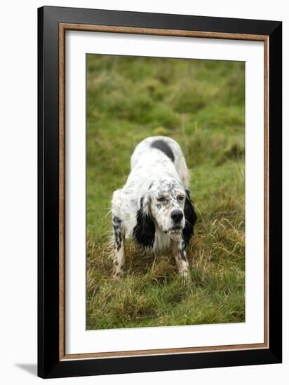 English Setter-null-Framed Photographic Print