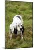 English Setter-null-Mounted Photographic Print