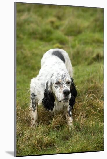 English Setter-null-Mounted Photographic Print