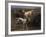 English Setters in a Marshland-Thomas Blinks-Framed Premium Giclee Print