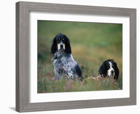 English Setters on the Moor, Caithness, Scotland-John Warburton-lee-Framed Photographic Print