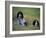 English Setters on the Moor, Caithness, Scotland-John Warburton-lee-Framed Photographic Print