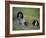 English Setters on the Moor, Caithness, Scotland-John Warburton-lee-Framed Photographic Print