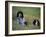 English Setters on the Moor, Caithness, Scotland-John Warburton-lee-Framed Photographic Print