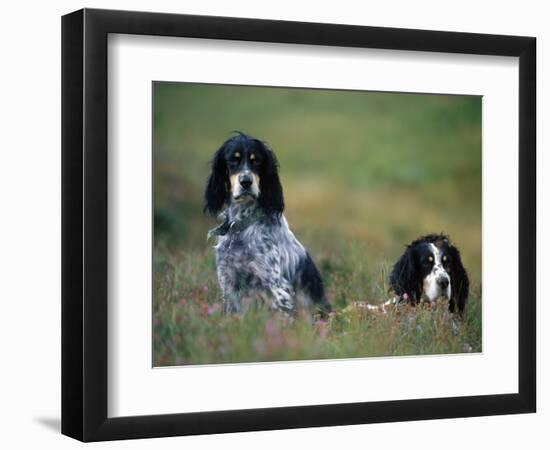 English Setters on the Moor, Caithness, Scotland-John Warburton-lee-Framed Photographic Print