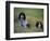 English Setters on the Moor, Caithness, Scotland-John Warburton-lee-Framed Photographic Print