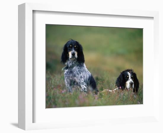 English Setters on the Moor, Caithness, Scotland-John Warburton-lee-Framed Photographic Print