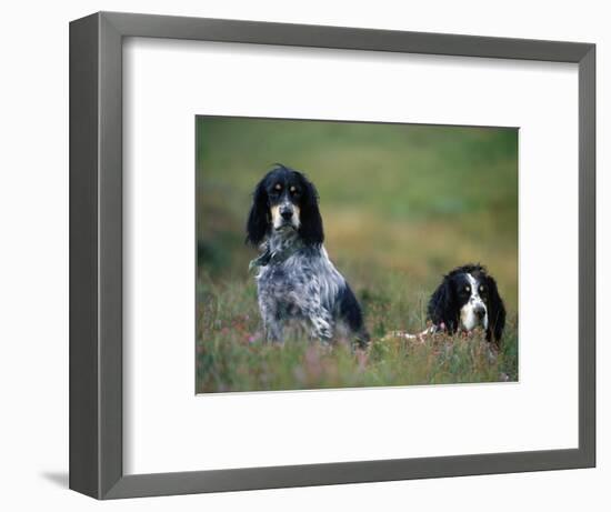 English Setters on the Moor, Caithness, Scotland-John Warburton-lee-Framed Photographic Print