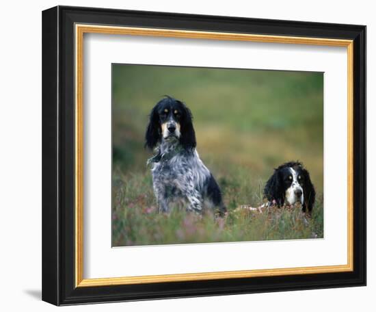 English Setters on the Moor, Caithness, Scotland-John Warburton-lee-Framed Photographic Print