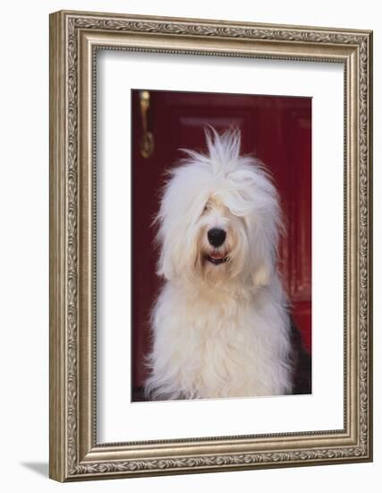 English Sheepdog Sitting on the Steps-DLILLC-Framed Photographic Print