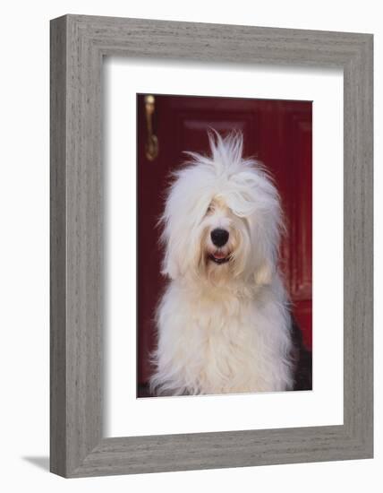 English Sheepdog Sitting on the Steps-DLILLC-Framed Photographic Print