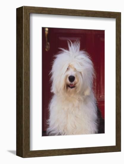 English Sheepdog Sitting on the Steps-DLILLC-Framed Photographic Print