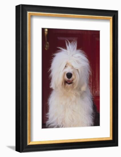 English Sheepdog Sitting on the Steps-DLILLC-Framed Photographic Print