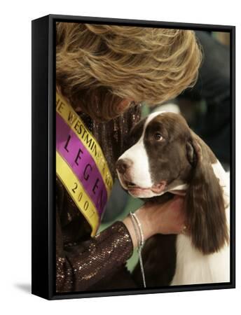 Springer spaniel hot sale westminster