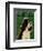 English Springer Spaniel (black and white)-John Golden-Framed Art Print