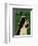 English Springer Spaniel (black and white)-John Golden-Framed Art Print