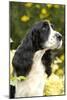 English Springer Spaniel Close-Up-null-Mounted Photographic Print