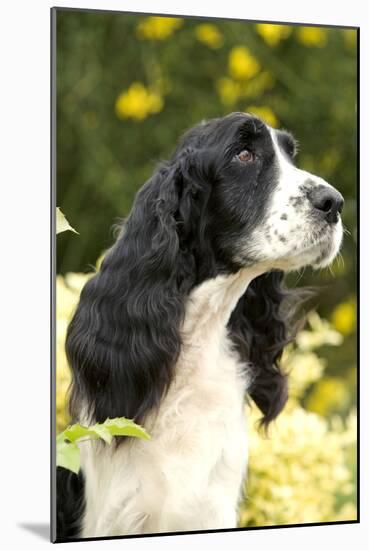 English Springer Spaniel Close-Up-null-Mounted Photographic Print