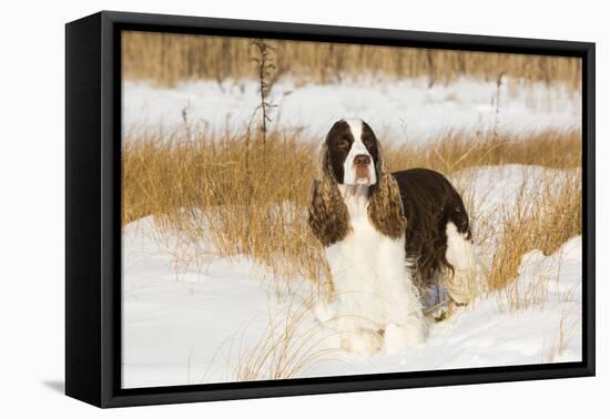 English springer spaniel, Connecticut, USA-Lynn M. Stone-Framed Premier Image Canvas