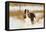 English springer spaniel, Connecticut, USA-Lynn M. Stone-Framed Premier Image Canvas