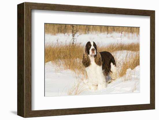 English springer spaniel, Connecticut, USA-Lynn M. Stone-Framed Photographic Print