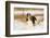 English springer spaniel, Connecticut, USA-Lynn M. Stone-Framed Photographic Print