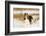 English springer spaniel, Connecticut, USA-Lynn M. Stone-Framed Photographic Print