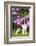 English springer spaniel, Connecticut, USA-Lynn M. Stone-Framed Photographic Print