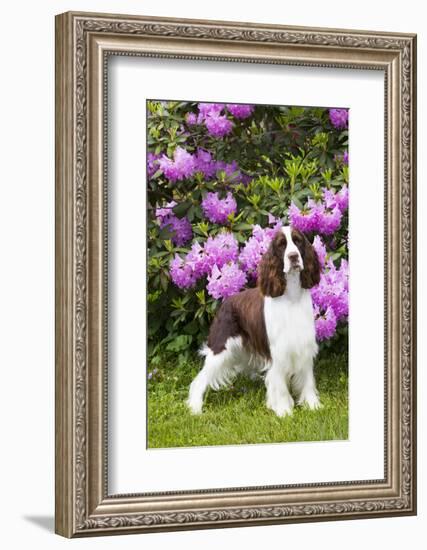 English springer spaniel, Connecticut, USA-Lynn M. Stone-Framed Photographic Print