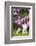 English springer spaniel, Connecticut, USA-Lynn M. Stone-Framed Photographic Print