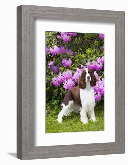 English springer spaniel, Connecticut, USA-Lynn M. Stone-Framed Photographic Print